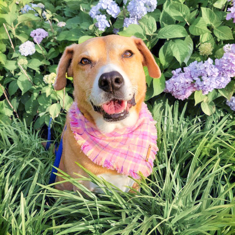 THE JOSIE - Dog Flannel Fray Bandana