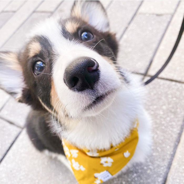 Mustard Magnolia Dog Bandana