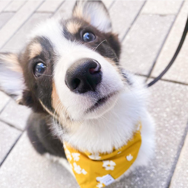 Mustard Magnolia Dog Bandana