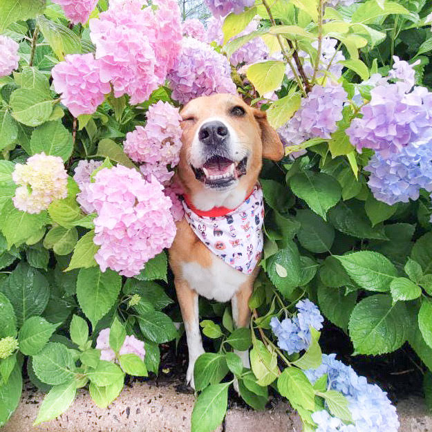 Patriotic Puppers Dog Bandana
