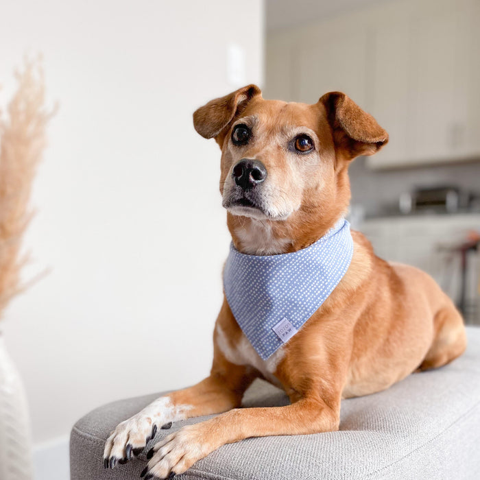 Denim Dots Dog Bandana