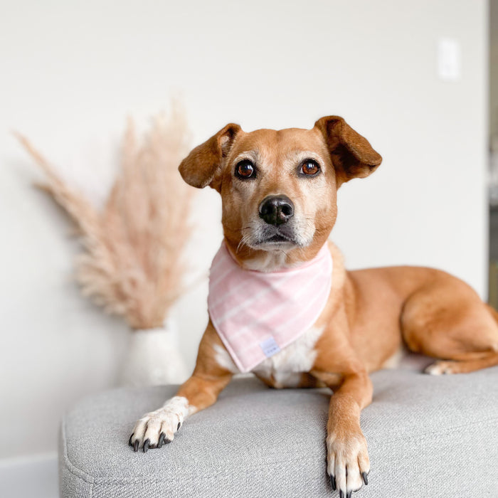 Pink Flight Dog Bandana