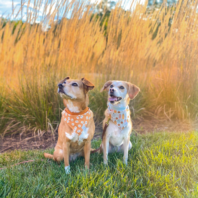 Pumpkin Magic Dog Bandana