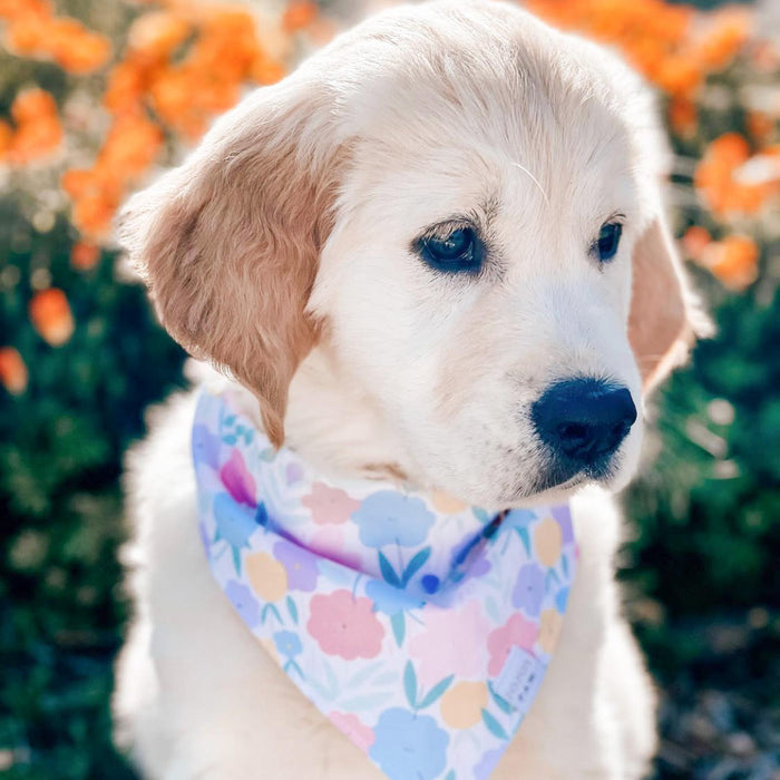 Pastel Poppies Dog Bandana