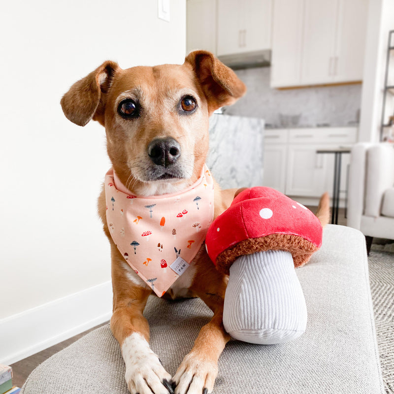 Magical Mushroom Dog Toy