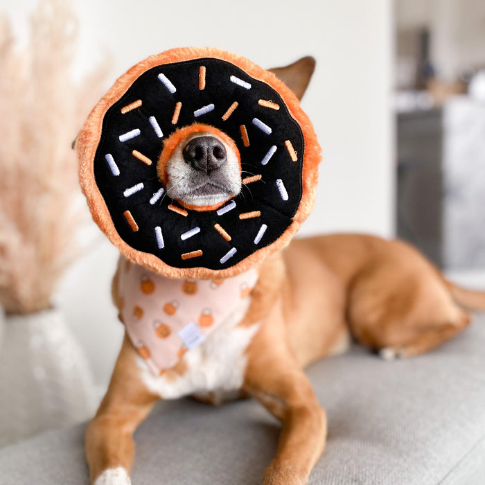 Pumpkin Party Dog Bandana