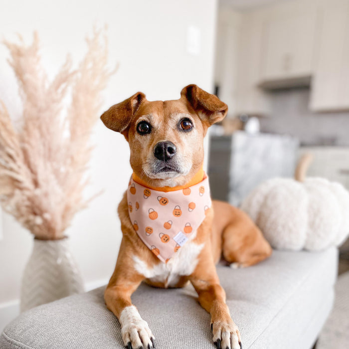 Pumpkin Party Dog Bandana