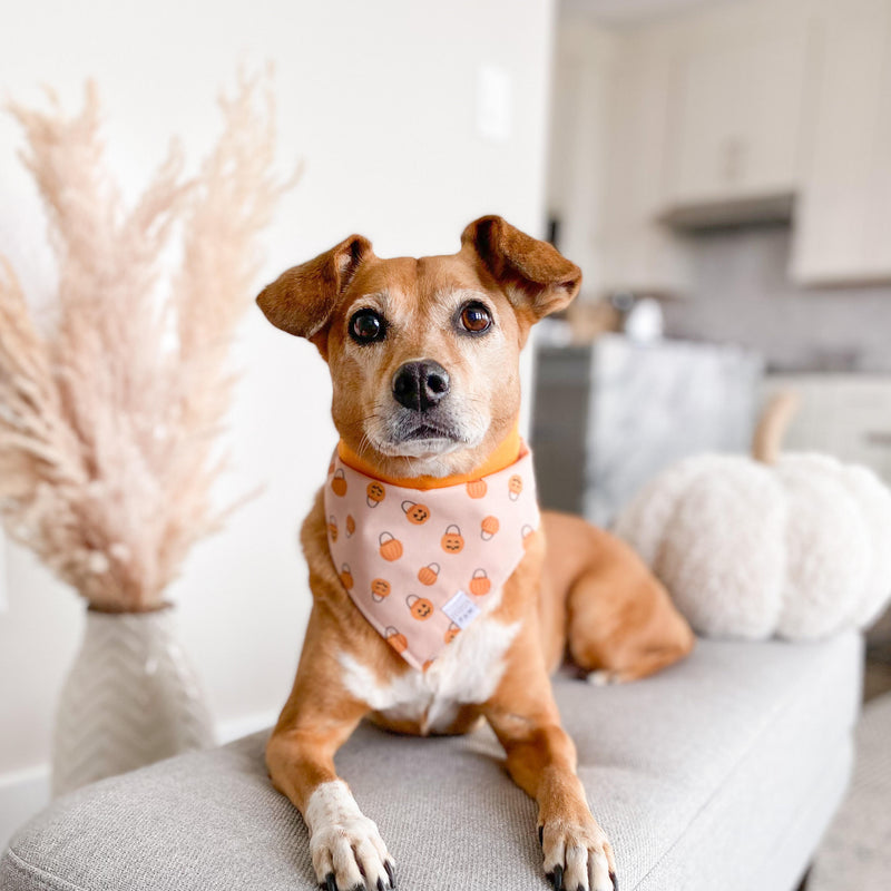 Pumpkin Party Dog Bandana