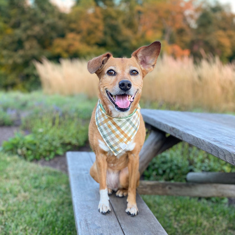 Autumn Plaid Dog Bandana