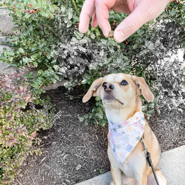 Winter Wonderland Dog Bandana
