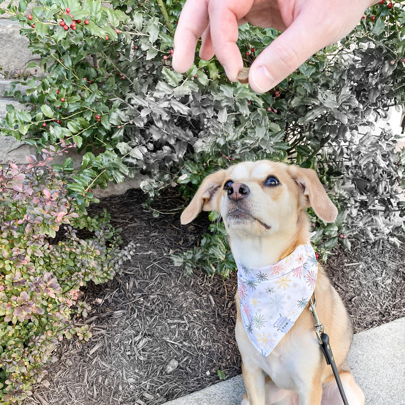 Winter Wonderland Dog Bandana