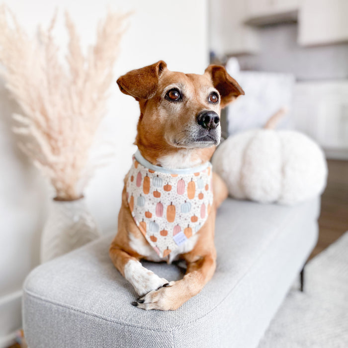 Pumpkin Magic Dog Bandana