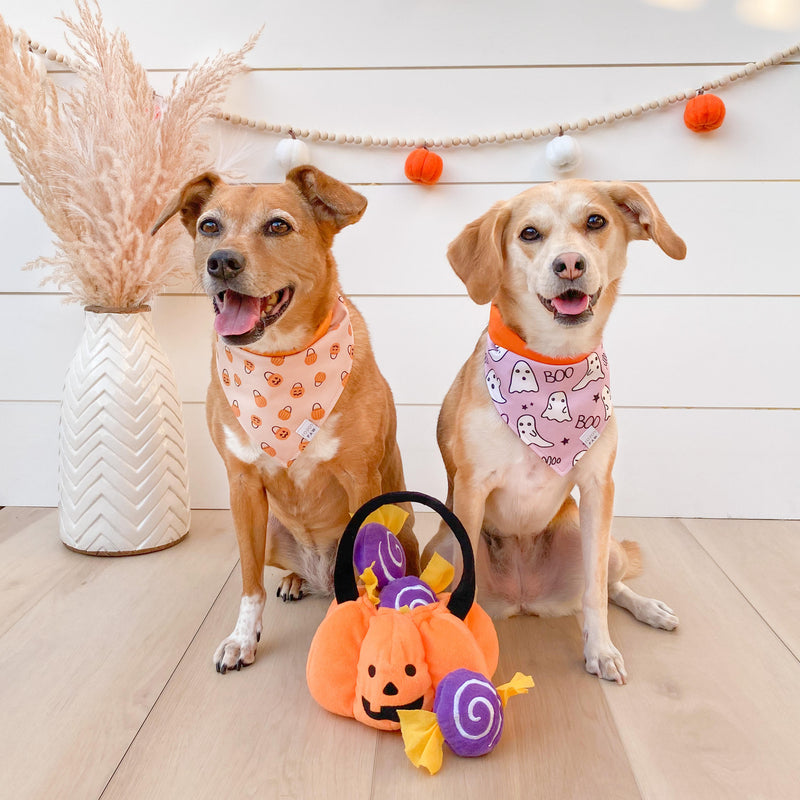 Pumpkin Party Dog Bandana