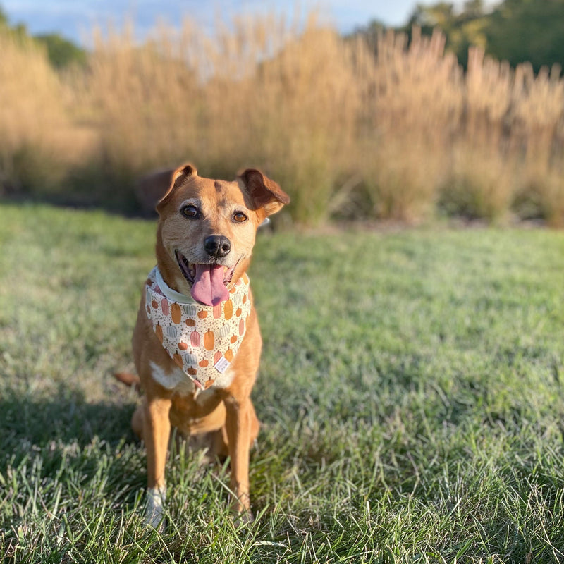 Pumpkin Magic Dog Bandana
