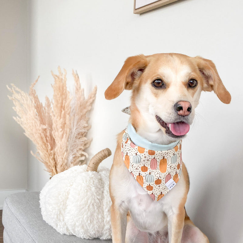 Pumpkin Magic Dog Bandana