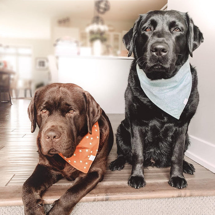 Mint Bubbly Dog Bandana