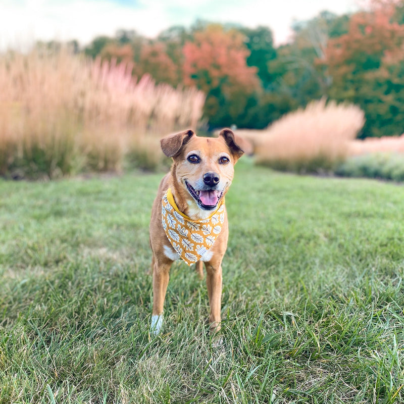 Mustard Leaves Dog Bandana