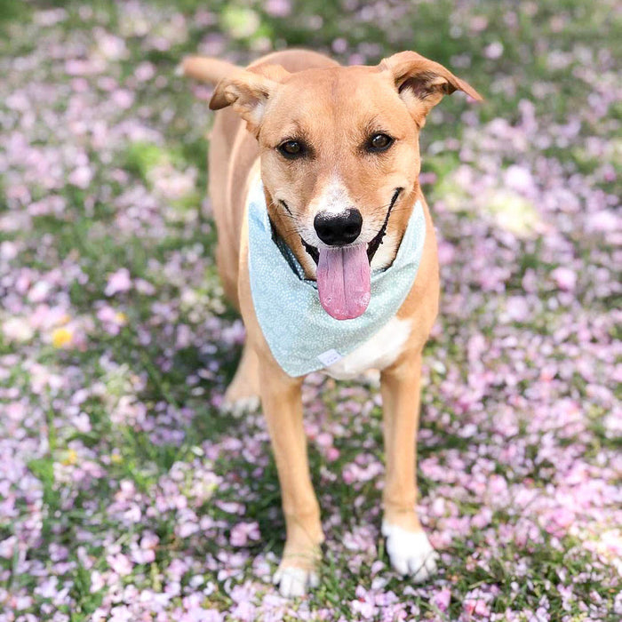 Mint Bubbly Dog Bandana