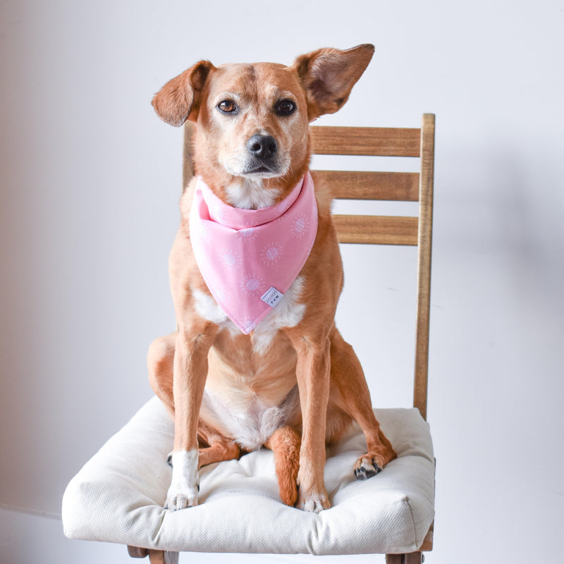 Walking on Sunshine Dog Bandana