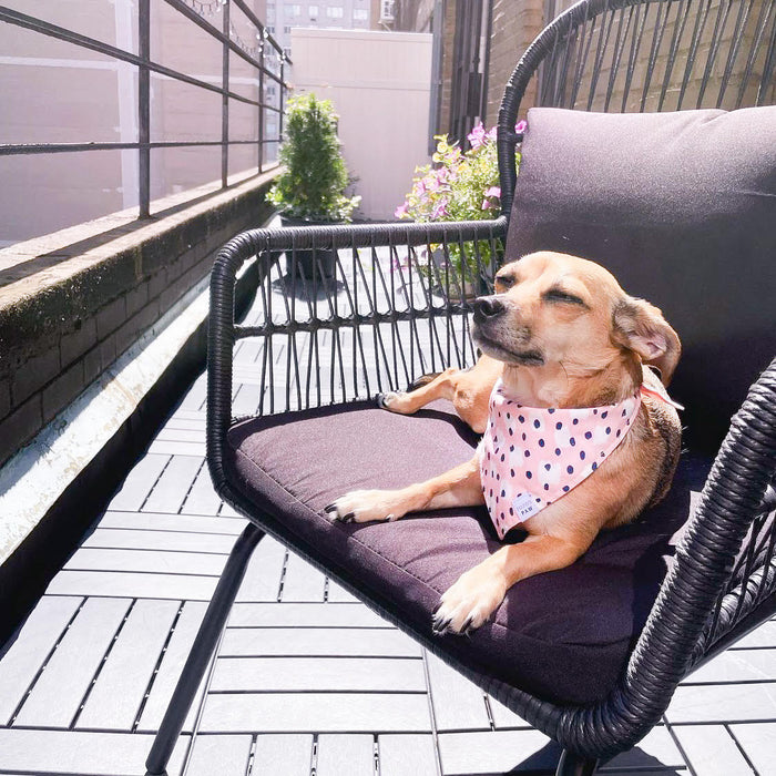 Spotted in the Wild Dog Bandana