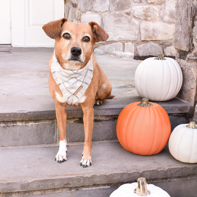 THE CASPER - Dog Flannel Fray Bandana