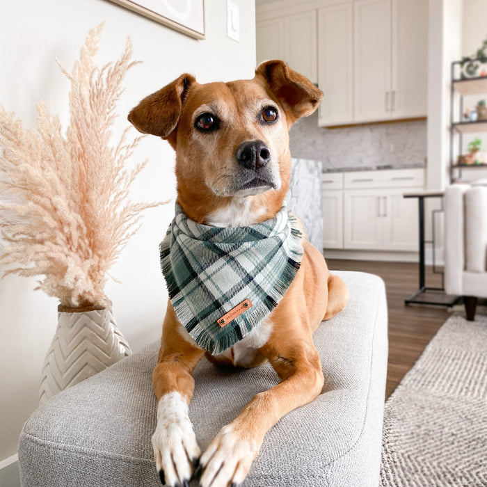 THE REIGN - Dog Flannel Fray Bandana