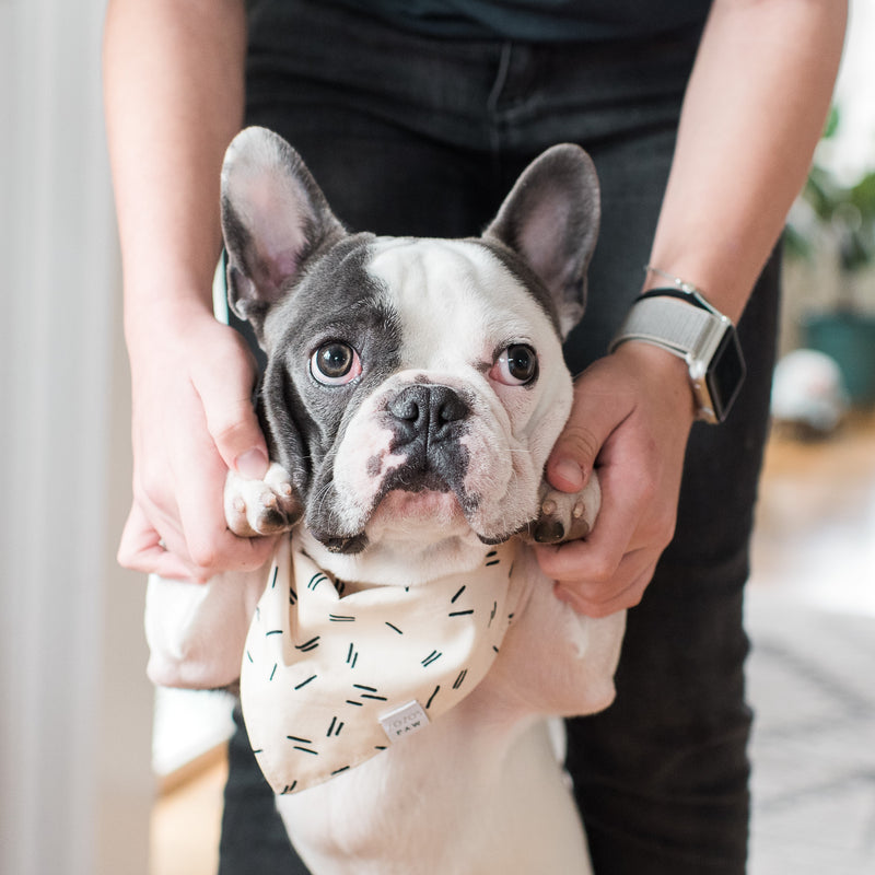 Modern Dashes Dog Bandana