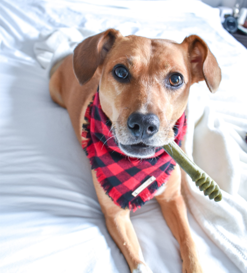 THE GRAYSON - Dog Flannel Fray Bandana