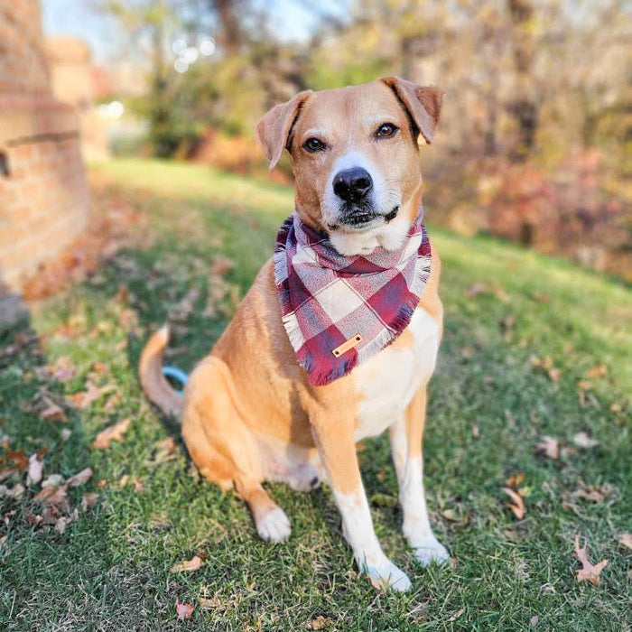 THE ARLINGTON - Dog Flannel Fray Bandana