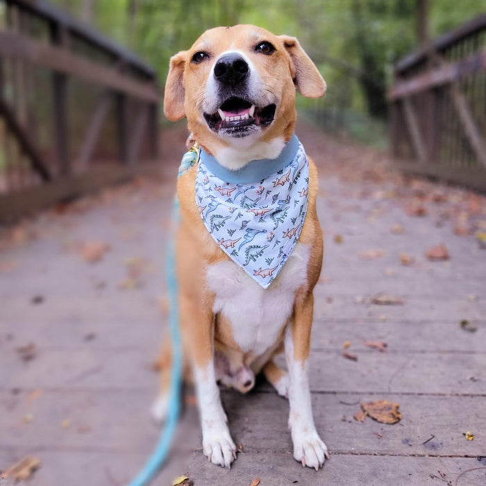 Dinosaur Dynamite Dog Bandana