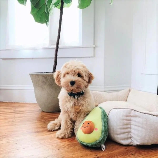 Avocado Guy Dog Toy