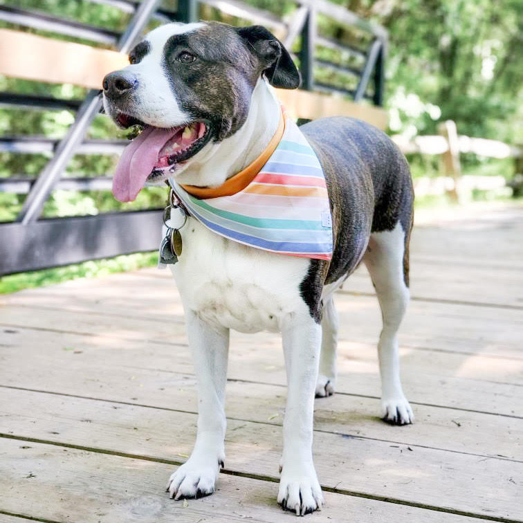 Retro Rainbow Stripes Dog Bandana