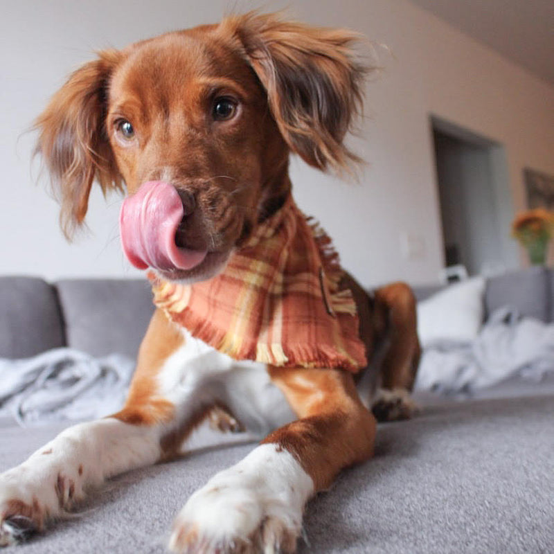 THE MAZIE - Dog Flannel Fray Bandana