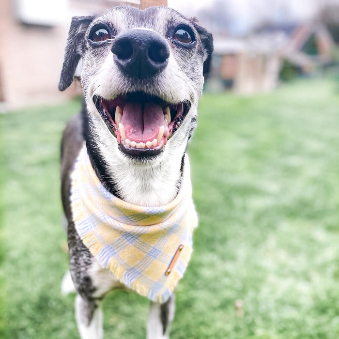 THE LAYLA - Dog Flannel Fray Bandana