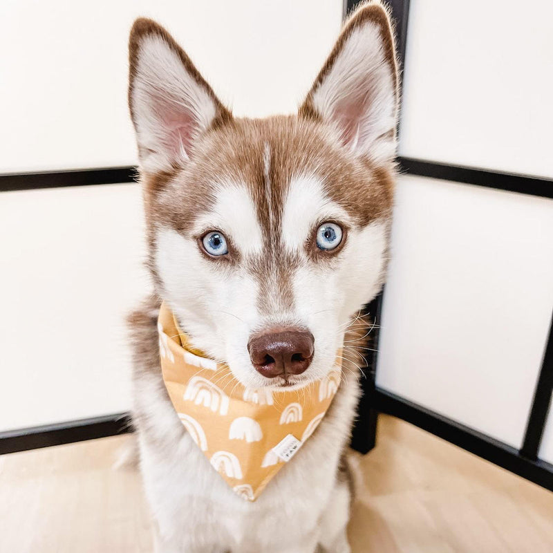 Mustard Rainbows Dog Bandana