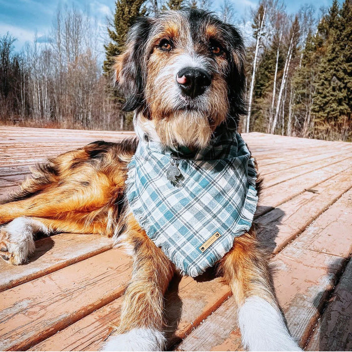 THE VENICE - Dog Flannel Fray Bandana