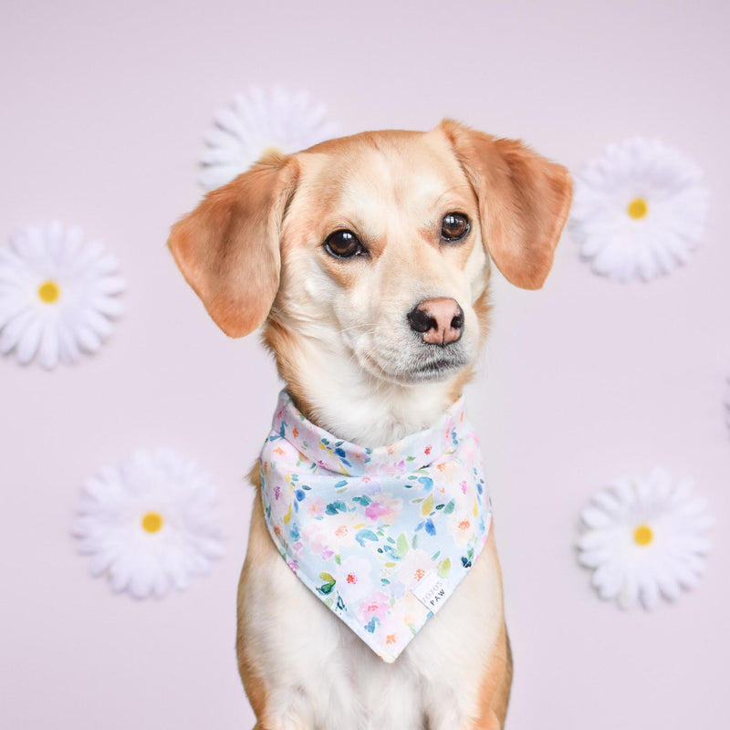 Spring Has Sprung Dog Bandana