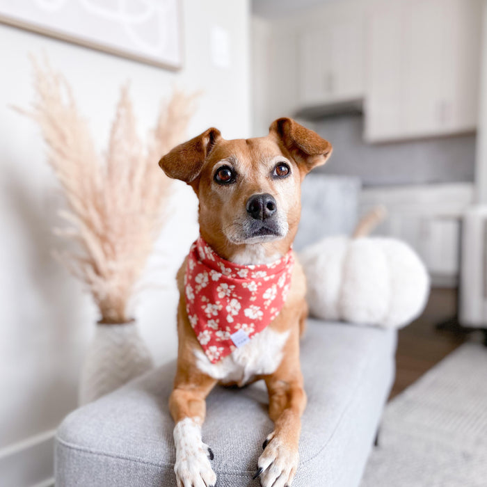 Ravishing Red Floral Dog Bandana