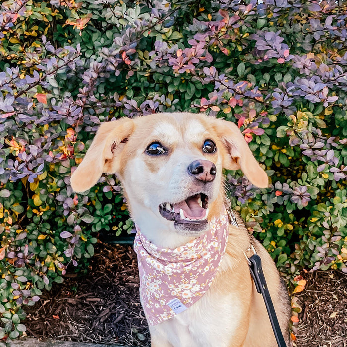 Lavender Love Floral Dog Bandana