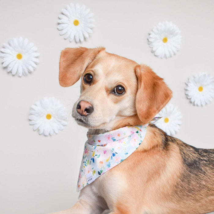 Spring Has Sprung Dog Bandana