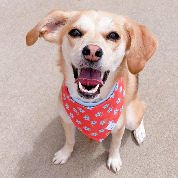 Liberty Floral Dog Bandana