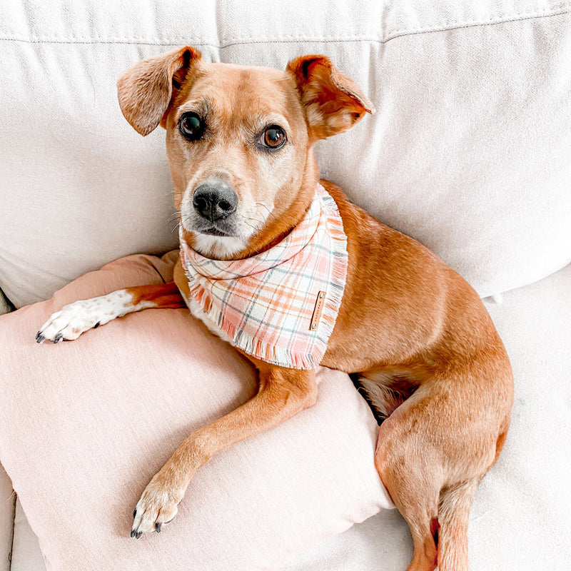 THE SHILOH - Dog Flannel Fray Bandana