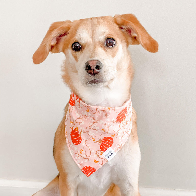 Fairy Tale Pumpkins Dog Bandana