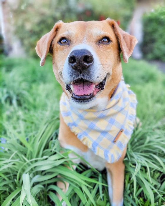 THE LAYLA - Dog Flannel Fray Bandana