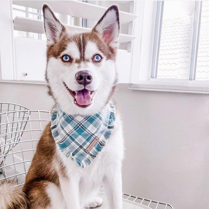 THE VENICE - Dog Flannel Fray Bandana